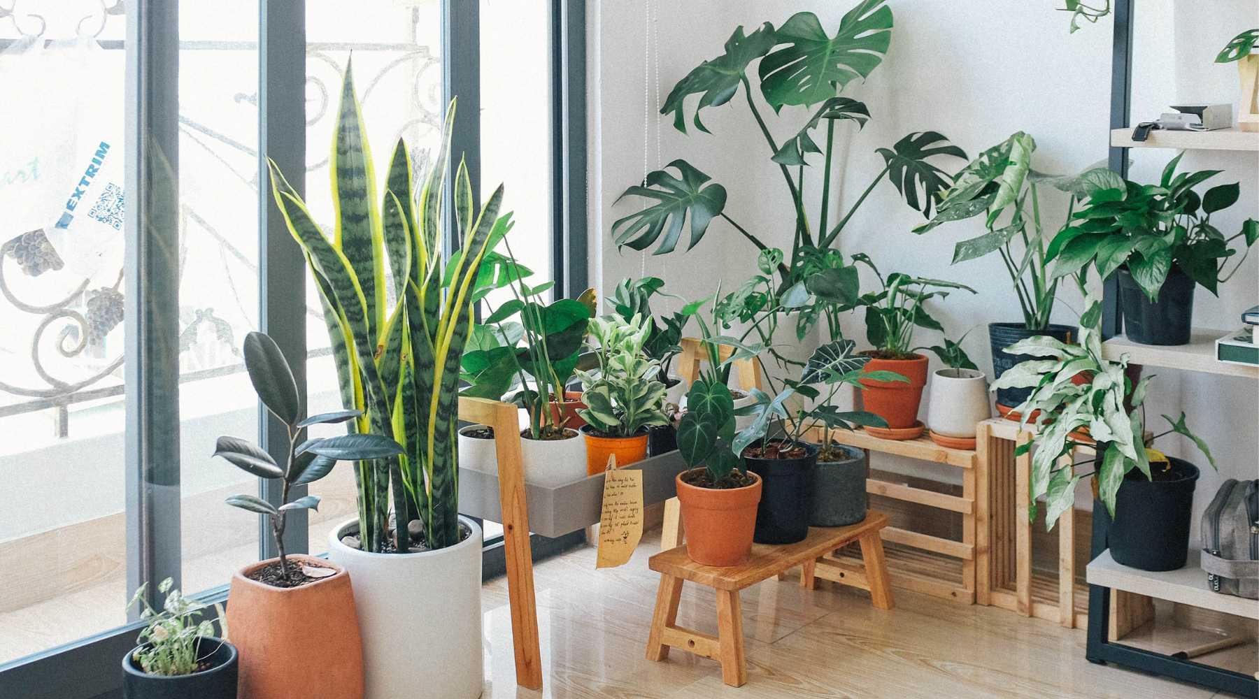 10 Best Indoor Plants For Oxygen