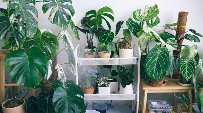 7 Indoor Plants To Have This Black Friday