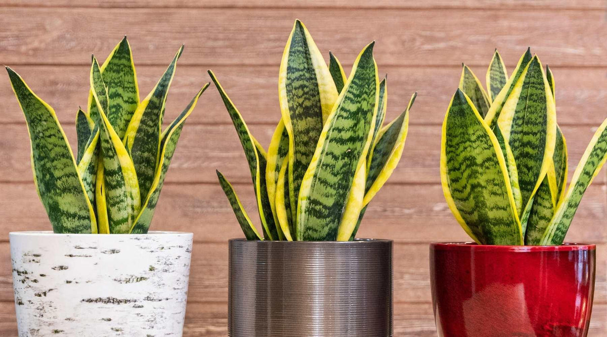 grünpflanze sansevieria Schwiegermutterzunge main image 0