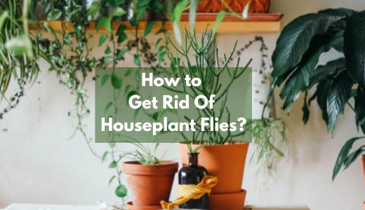 How Do I Get Rid Of Houseplant Flies (Fungus Gnats)? – Bloombox Club