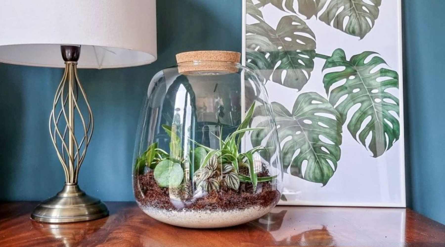 Houseplant Hobbyist on X: What do you think of this terrarium