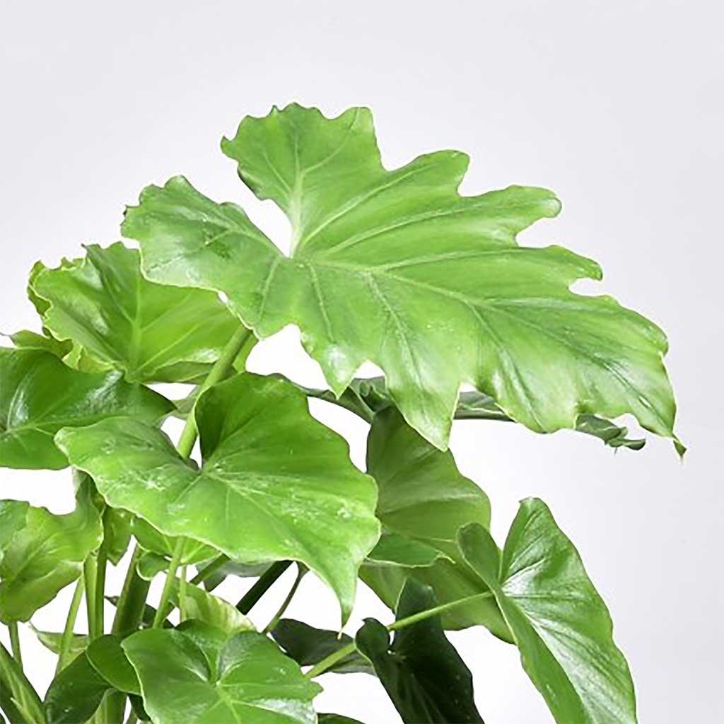 Monstera Deliciosa Grande plante d'intérieur – La Green Touch