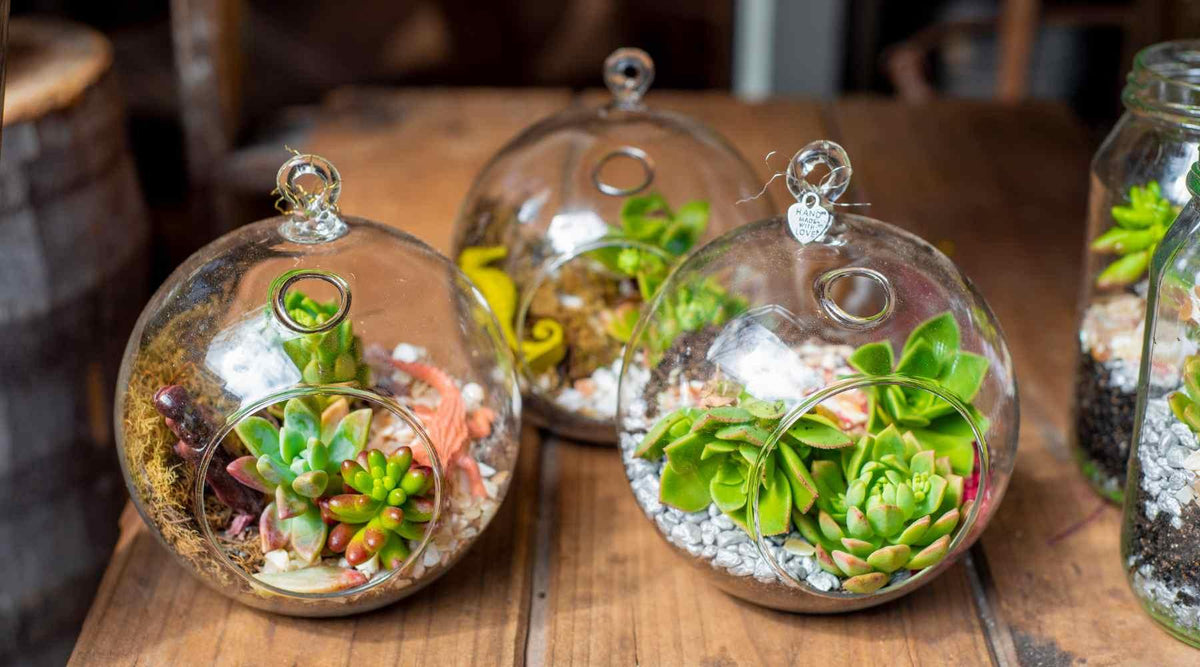 Terrarium Plants: Types, Benefits and Care Tips