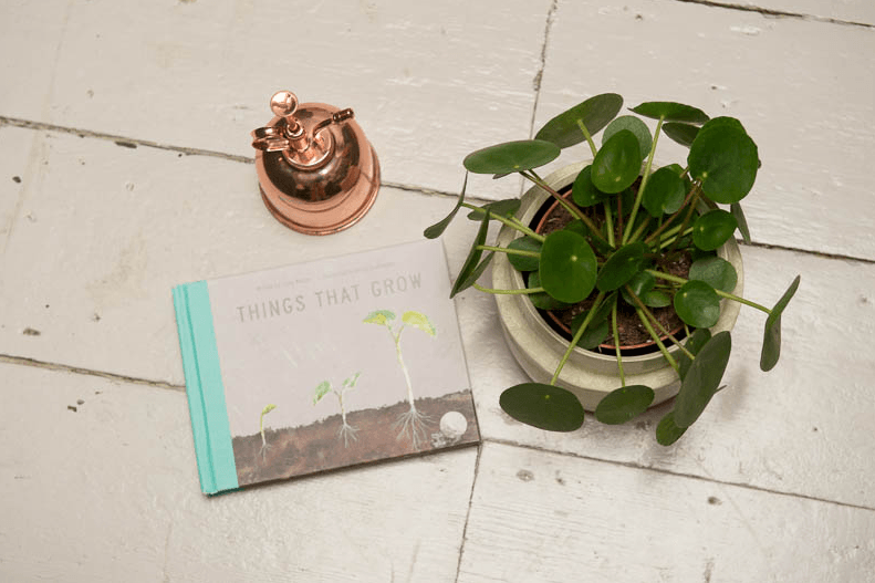 Kit DIY Pilea 