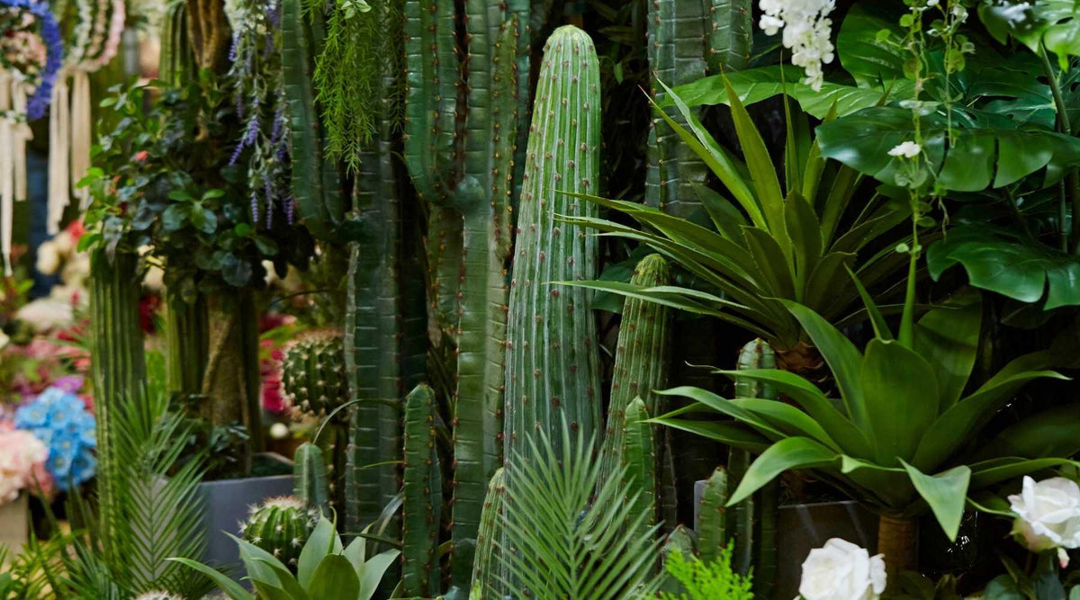 Sixteen Unusual & Strange Houseplants From Around The World  Bloombox Club