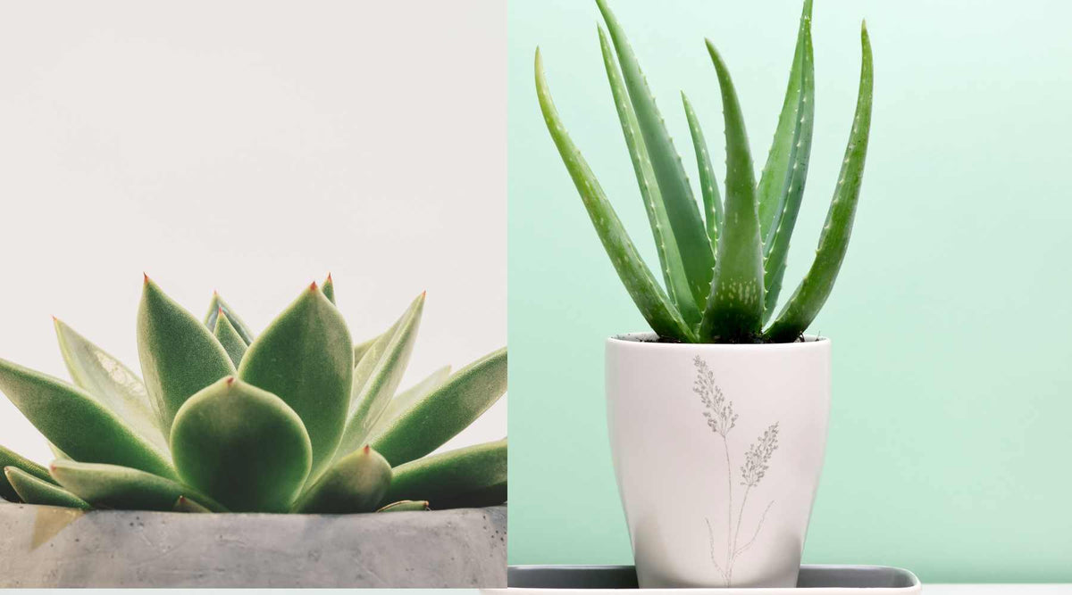 Aloe Vera vs. Agave: Similar Looks, Very Different Care  Bloombox Club