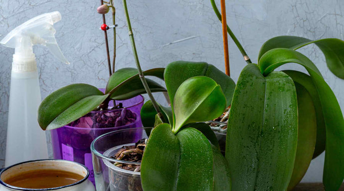 Orchid Oasis: A Guide on How to Water Orchids