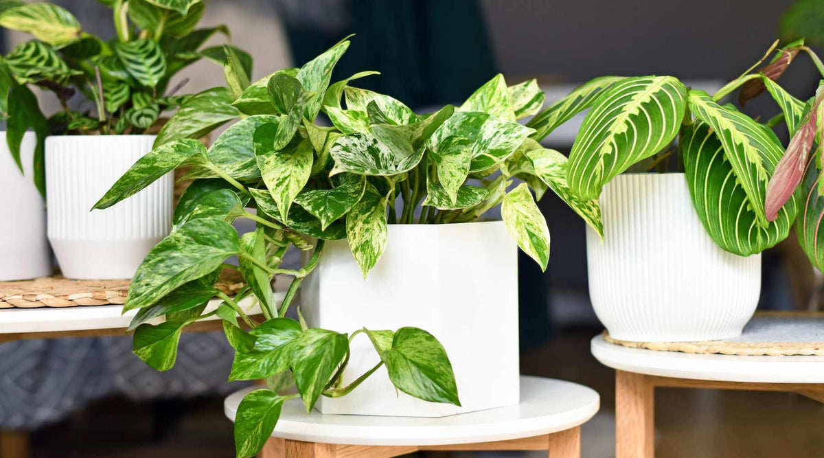 green pothos Pothos Golden (Epipremnum aureum) main image 1