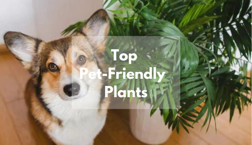 10 Poisonous Indoor Plants Your Children and Pets Should Avoid