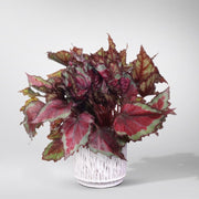 Begonia Rex 'Spitfire' - colourful vibrant plant