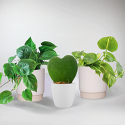 Set: 3 Heart shaped Plants with Pots | Gift for Plant Lovers
