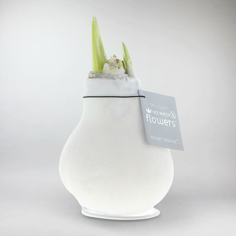Amaryllis Bulb in White Velvet (Velvet White) P10 H20