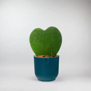 Sweetheart Succulent - Tiny Love in a Pot