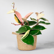 Pink Colorful Hoya - Tricolour 'Krimson Queen plant
