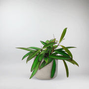 Hoya trailing plant online: Intricate Leaves and succulent beauty