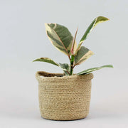 Ficus Elastica Tineke | Ficus Elastica 'Tineke'