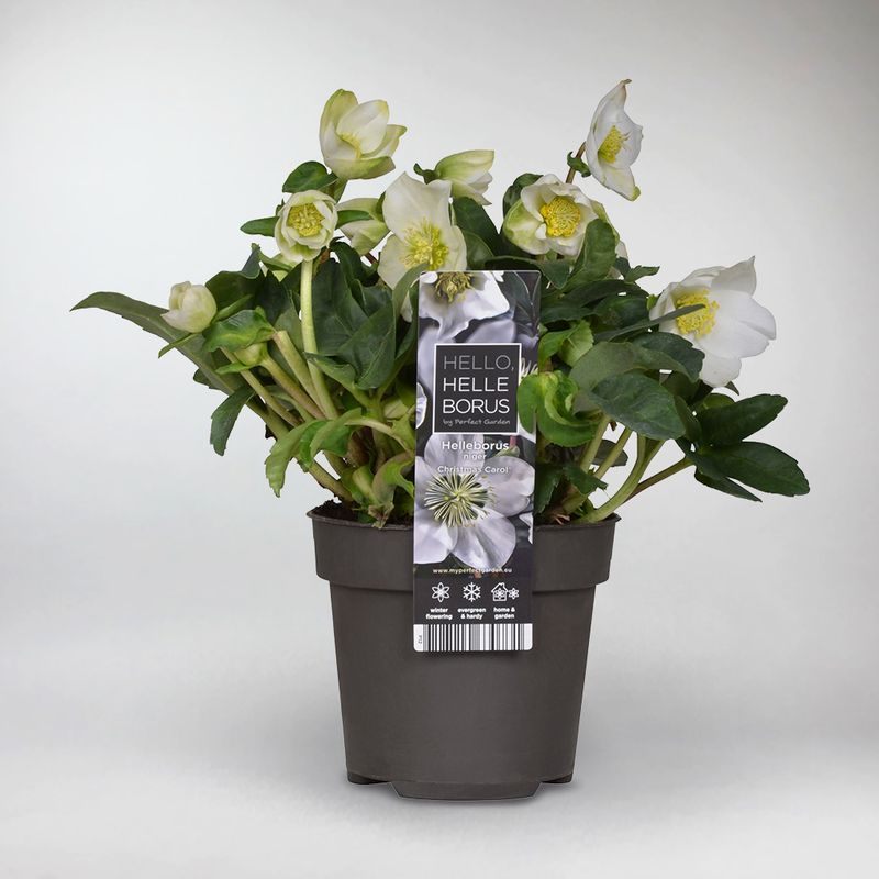 Helleborus Christmas Carol P12 H20