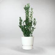 Laurus Nobilis - Bay Laurel Tree delivery uk