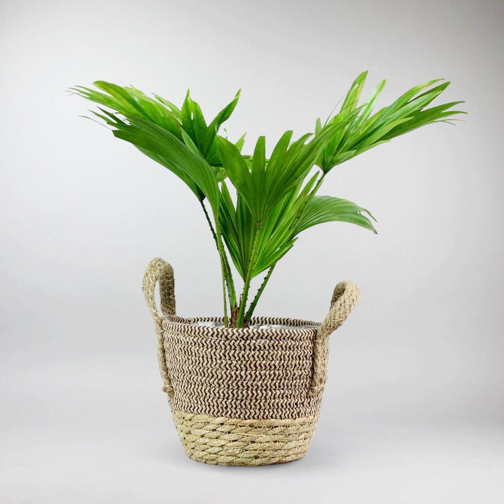 Bengal Basket Natural Woven Baskets, Rustic Charm for Green Spaces