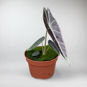 Purple Prince Elephant Ear | Alocasia Longiloba Purple