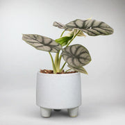 Elephant Ear 'Silver Dragon' | Alocasia Baginda 'Silver Dragon' - Bloombox Club