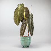 Philodendron Melanochrysum - Luxurious Velvety Plant
