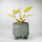 Philodendron 'Painted Lady' plant- Wild jungle looking Foliage