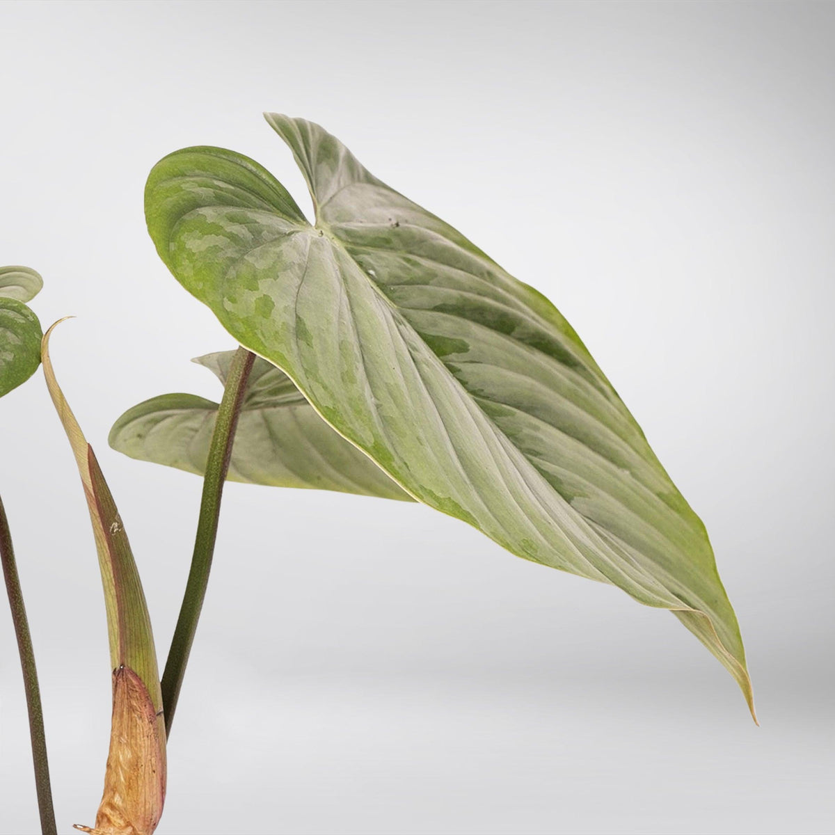 Philodendron Sodiroi