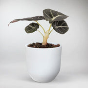 Velvet texture plant - Elephant Ear 'Black Velvet'