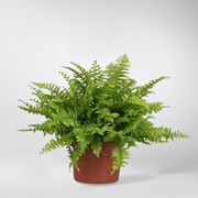 Nephrolepis Exaltata 'Boston Blue Bell'