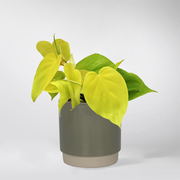 Philodendron Scandens 'Micans Lime'