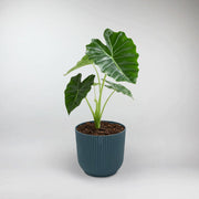 Portodora Elephant Ear Terrarium Plant  Alocasia Portodora