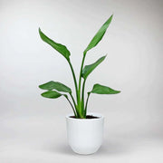 Bird of Paradise Regina - Majestic Tropical plant for Striking Decor