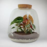 Velvet Night Terrarium DIY Kit