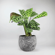 Calathea 'Ctenanthe' Plant- Striking Patterns in Oval foliage