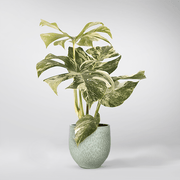 Large Monstera 'Variegata' | Monstera Deliciosa 'Variegata' - Bloombox Club