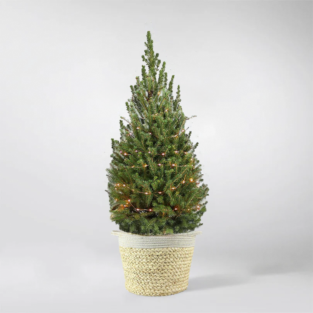 Potted Christmas Tree 50-90 cm | Picea Glauca