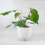 Queen of Hearts plant | Homalomena rubescens 'Maggy' - Bloombox Club