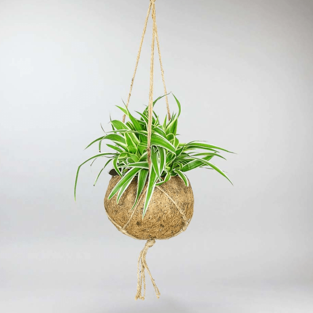 Hanging Curly Spider Plant and Eco-Friendly Pot