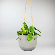Set: Philodendron Sweetheart 'Brazil' with Hanging Ceramic Pot