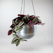 Wandering Dude 'Violet' | Tradescantia Zebrina 'Violet' - Bloombox Club