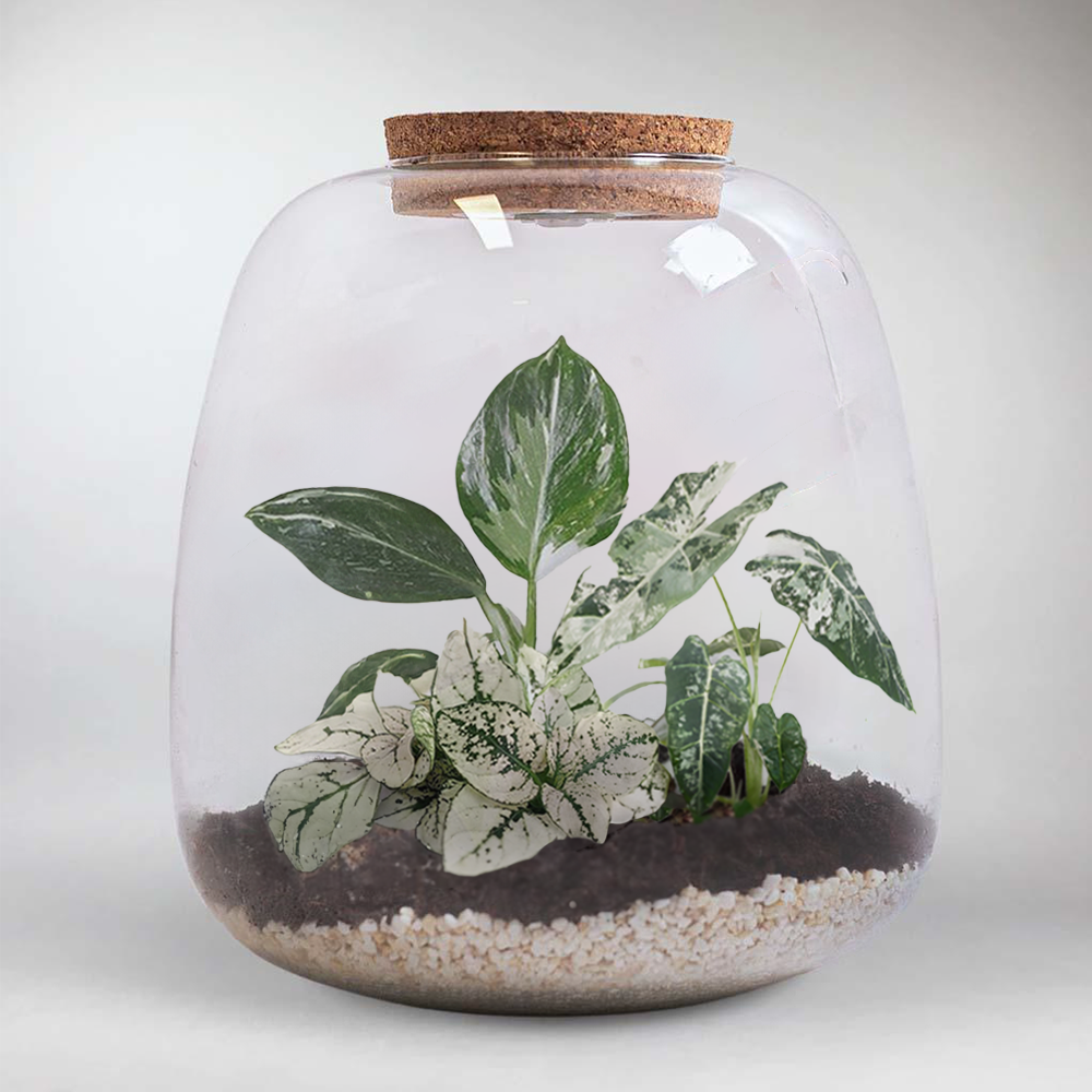 Green White Plants Terrarium DIY Kit | Build Your Own Miniature Ecosystem