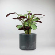 Calathea 'Amagris' -Tropical Patterned plant