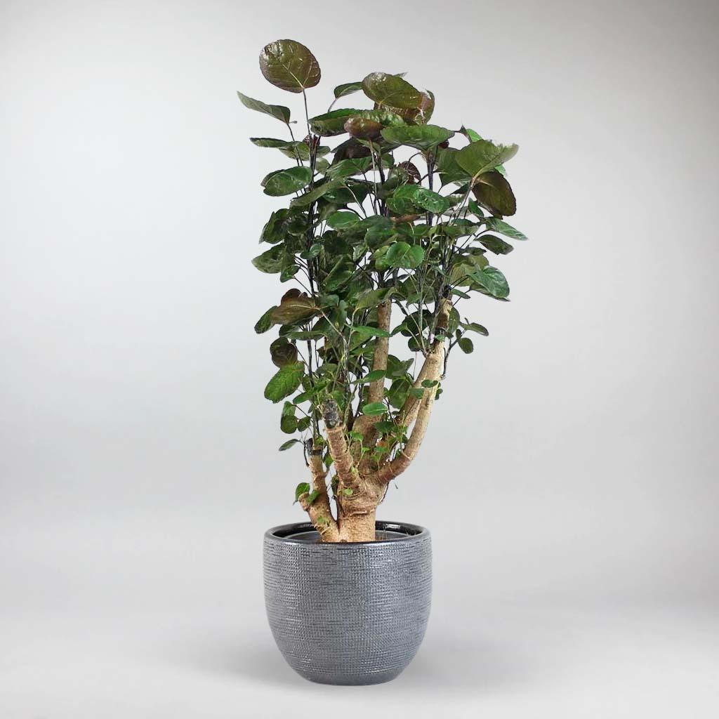 plant pot set - Aralia Fabian in silver blue ceramic Pot