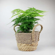 Fern soft to touch - Lace fern indoor plant delivery