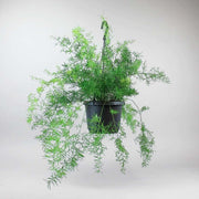 Asparagus Fern 'Sprengeri' - Cascading Beauty for Hanging Pots