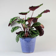 Calathea plant 'Medallion' -luscious leaves
