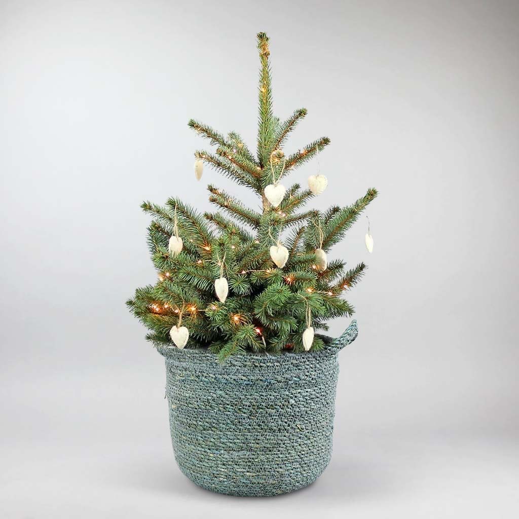 Club　Christmas　online　Spruce　Shop　Blue　Bloombox　Live　Tree