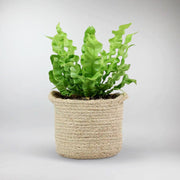 fun plant with crinkle leaves -Pleated Bird's Nest