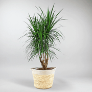 Dragon Tree 'Magenta' palm looking plant - caribbean interiors
